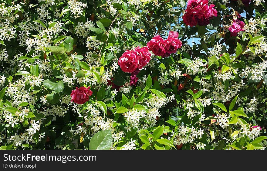 Plant, Flower, Flowering Plant, Flora