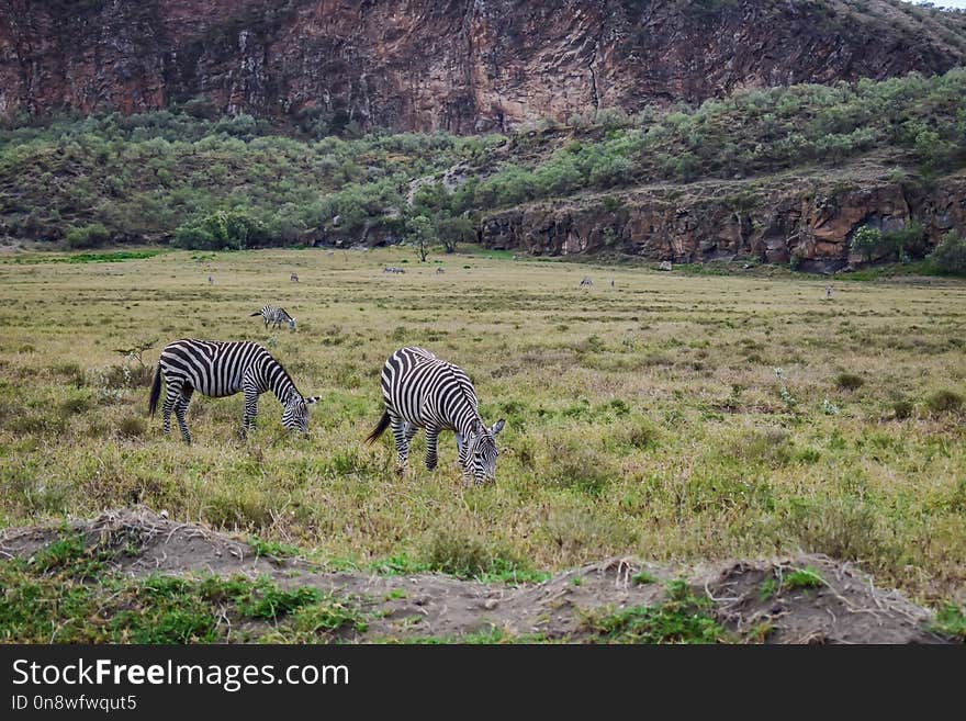 Wildlife, Grassland, Wilderness, Ecosystem