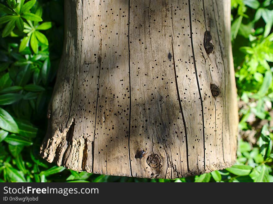 Trunk, Tree, Wood, Grass