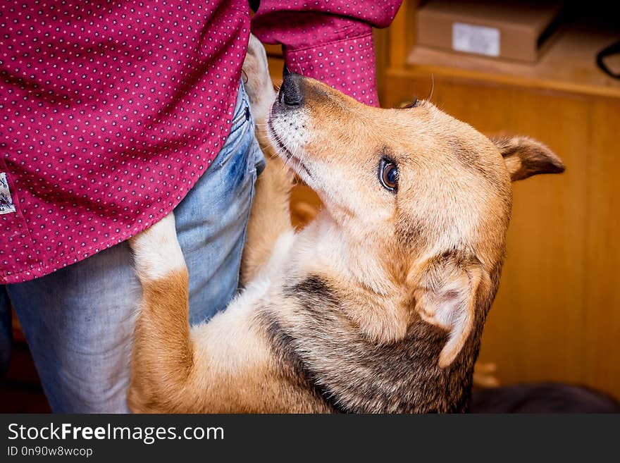 A small dog is playing with her master in the room. Portrait of a dog close-up