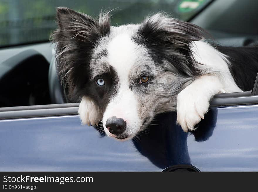 Border collie dog sitting at the driver`s seat in a car and looking out. Border collie dog sitting at the driver`s seat in a car and looking out