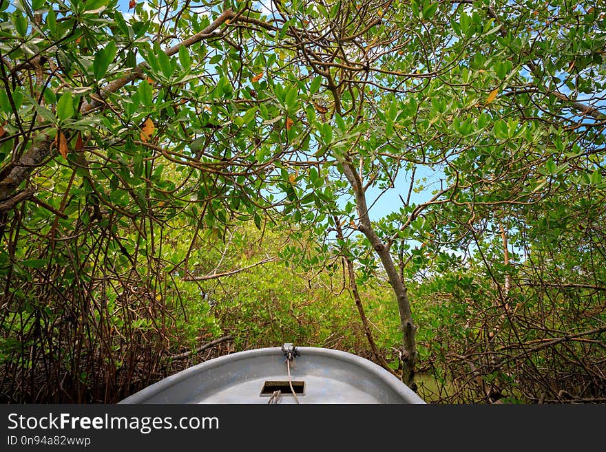 By Boat Through The Mangrove Forest. Cayo Arena, Punta Rucia, Do