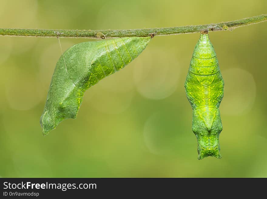 Close up of Lime butterfly or Lemon butterfly Papilio demoleus pupa, isolated on nature background with clipping path. Close up of Lime butterfly or Lemon butterfly Papilio demoleus pupa, isolated on nature background with clipping path