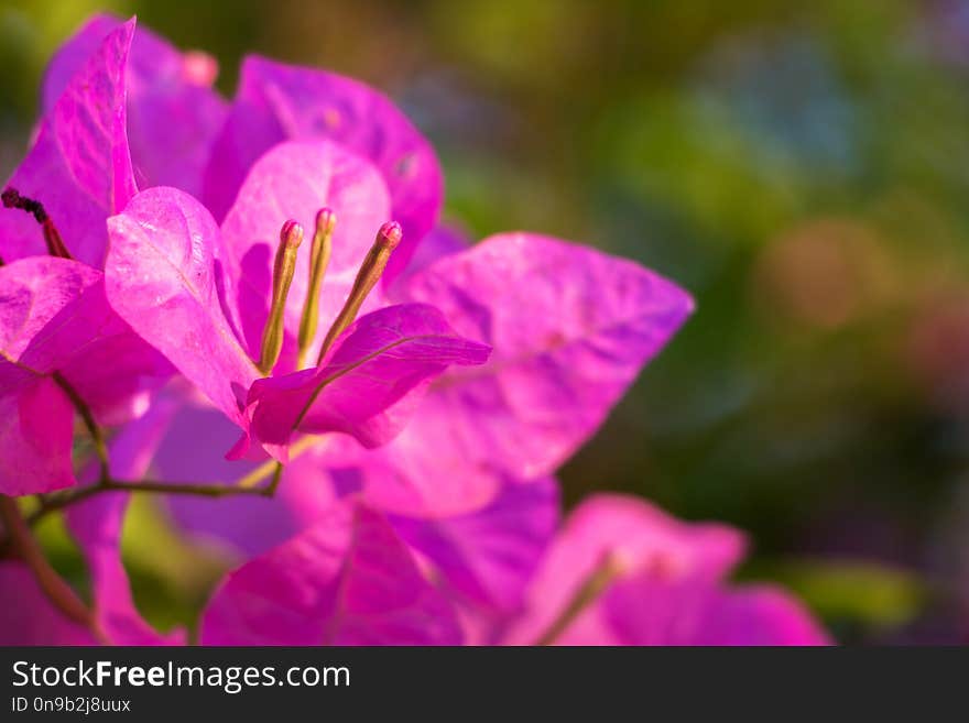 Close-up of pink Bougainvillea flowers in the sunlight with blurred green background. Close-up of pink Bougainvillea flowers in the sunlight with blurred green background