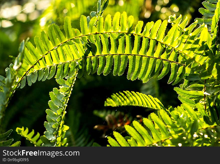 Green Fern Leaves in The Sunshine