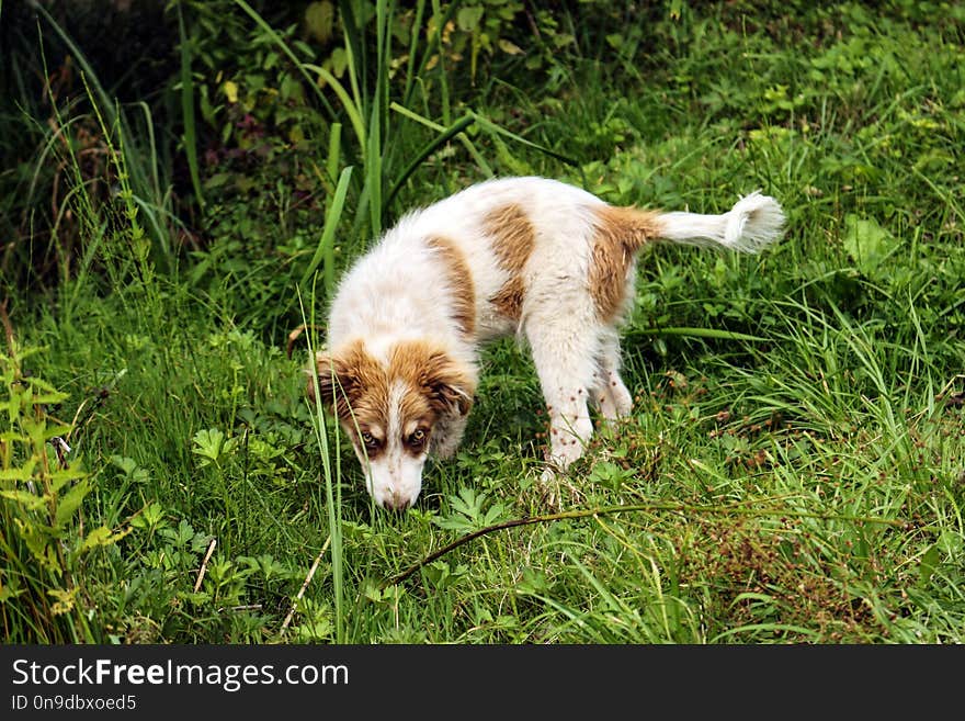 This dog is the man`s best friend and I found him near the Red Lake in Bicaz. This puppy was loved by all the visiting tourists. This dog is the man`s best friend and I found him near the Red Lake in Bicaz. This puppy was loved by all the visiting tourists.