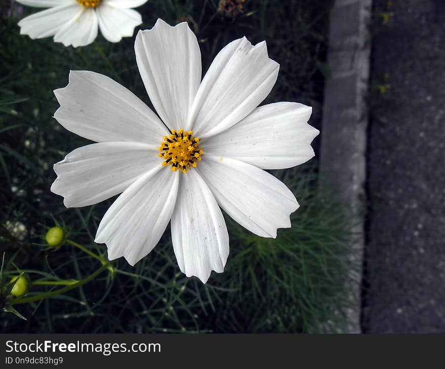 The white bride -The flower called `brides`