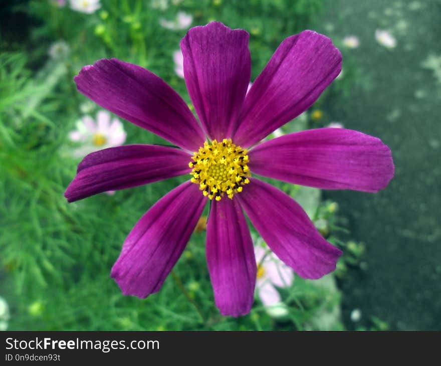 Purple Flower Smiling At Camera