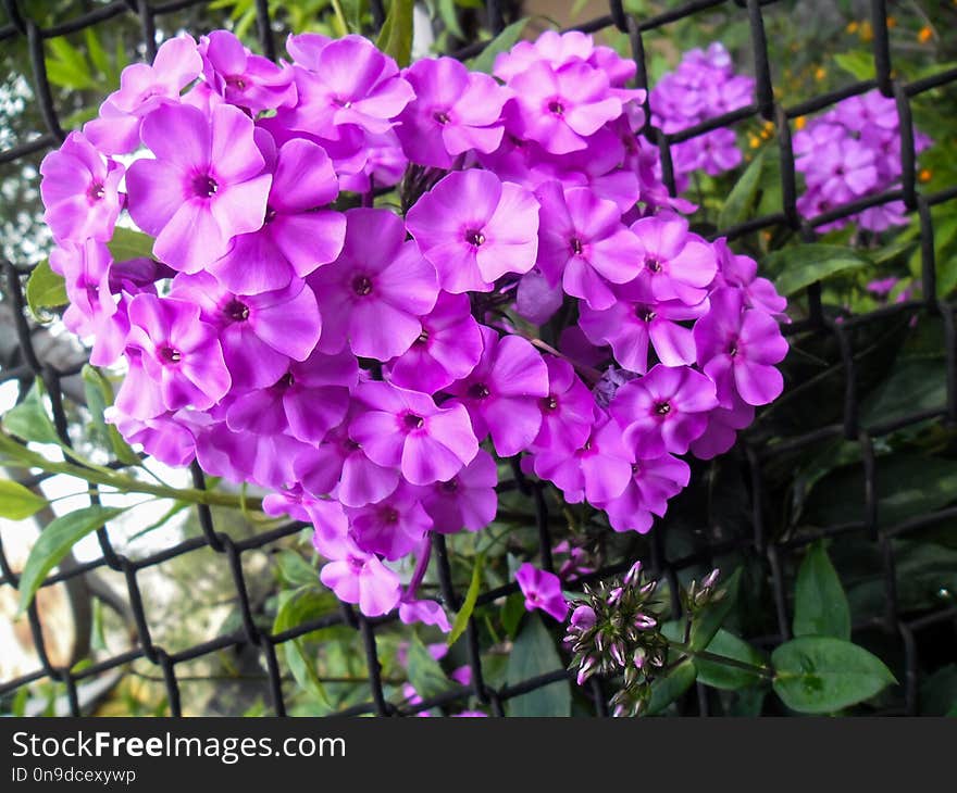 Bums or Phlox panicked