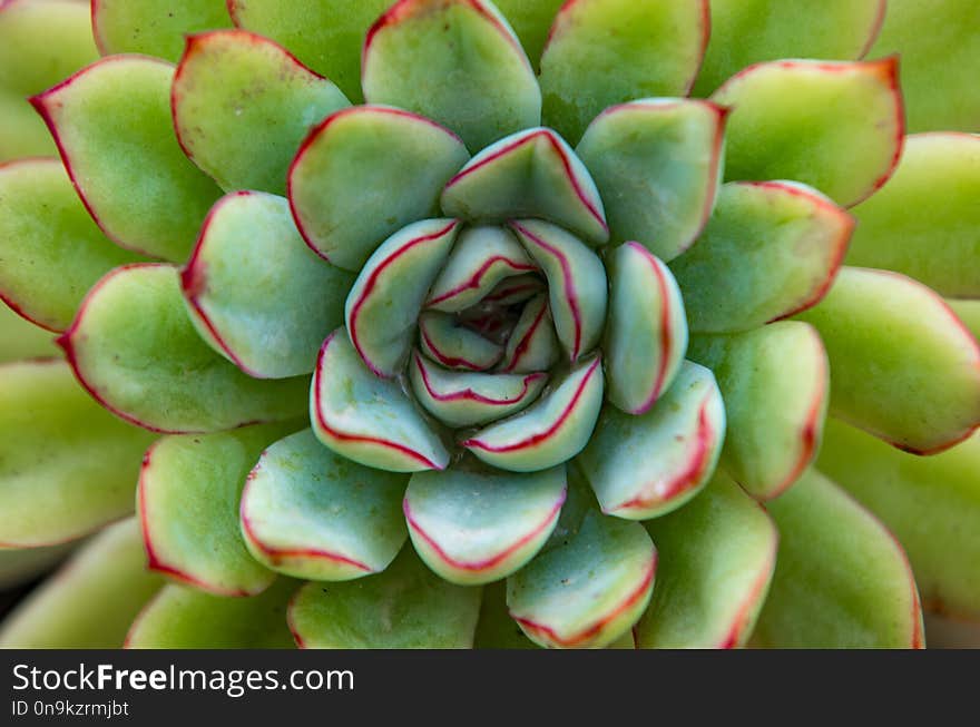 Close up view on cactus plant under soft light