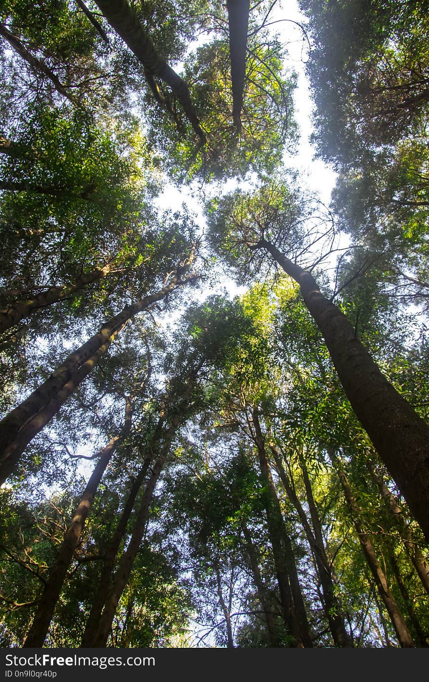 Beautiful view of the top of the trees in a forest. Beautiful view of the top of the trees in a forest