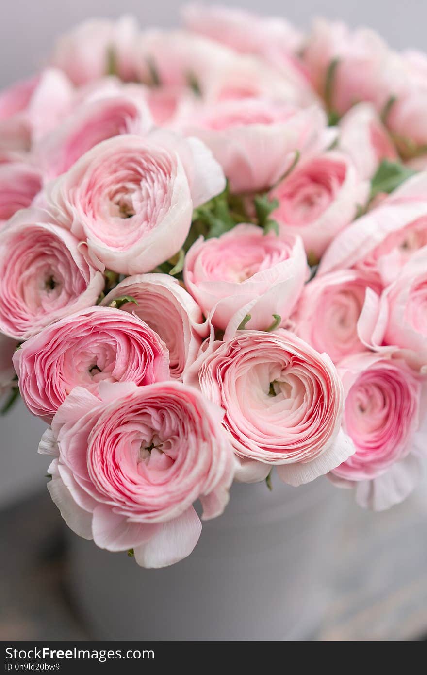 Ranunculus Asiaticus Or Persian Buttercup. Bunch Of Pastel Pink Blossom . Light Gray Background, Metal Vase. Wallpaper