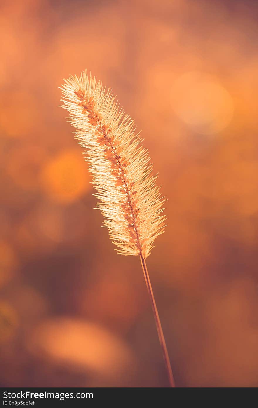 One Ear Of Grass. Macro. Autumn Mood. Yellow Background.