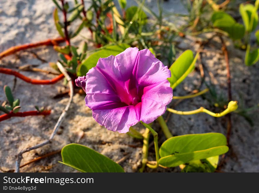 A Beautiful Beach Morning Glory Flower in The Sunshine