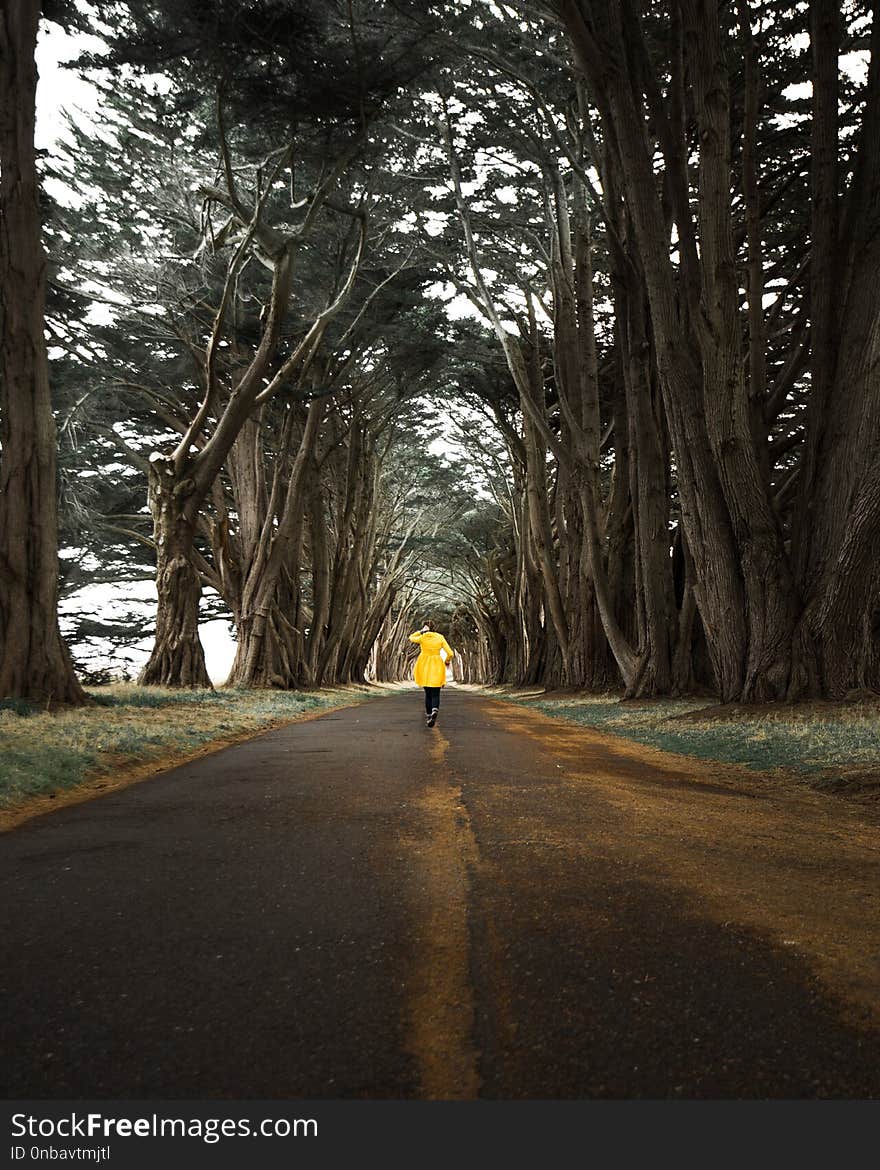 A woman in a yellow rain coat dancing in the rain through a tree tunnel made of cypress trees in California