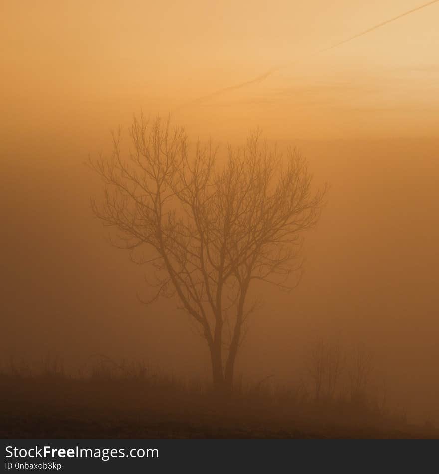 Foggy sunset evening, landscape with a tree. Warm evening sun light.