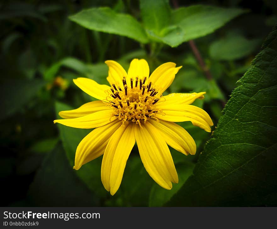 Blooming Wild Flower