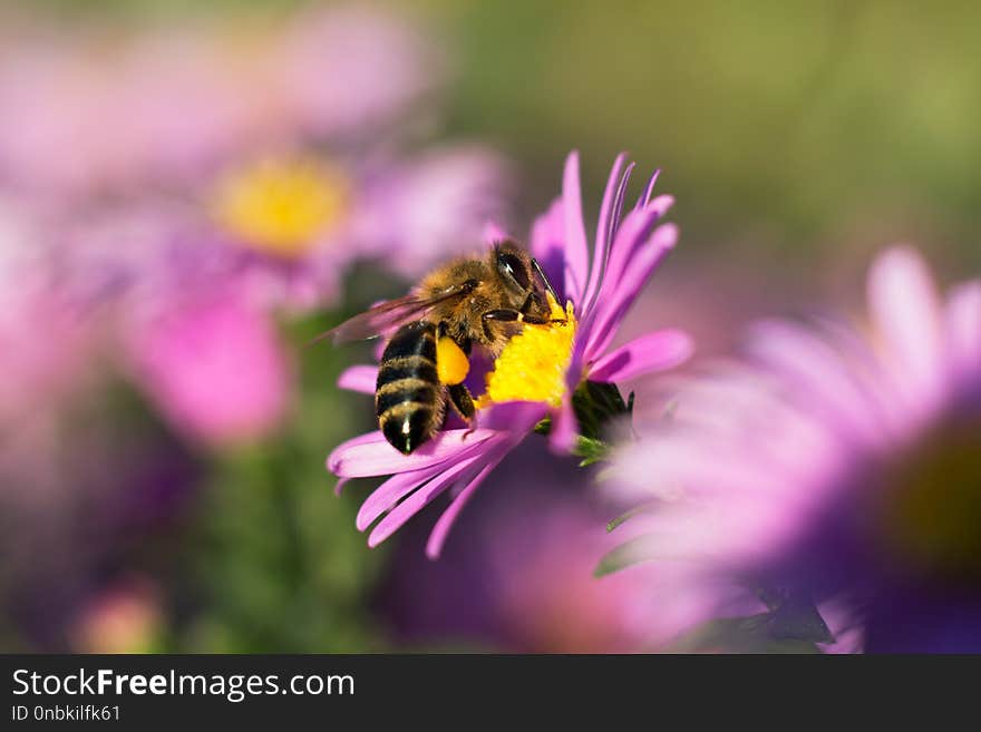 Bee sits on a flower and collects nectar close-up macro plant decorative Symphyotrichum novi-belgii. Bee sits on a flower and collects nectar close-up macro plant decorative Symphyotrichum novi-belgii