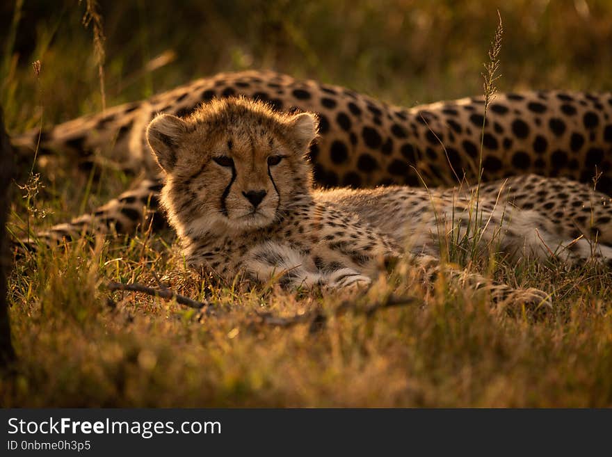 Close-up of backlit cheetah cub with mother