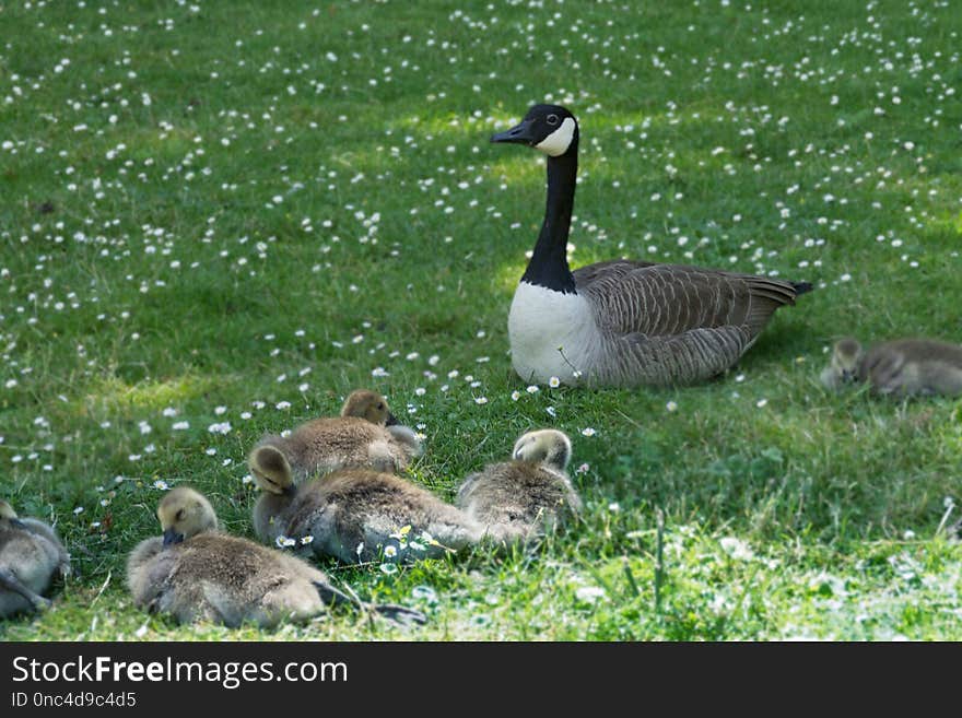 Bird, Ecosystem, Fauna, Goose