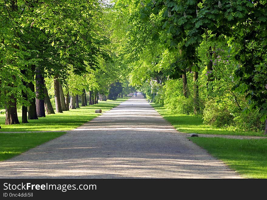 Path, Road, Nature, Tree