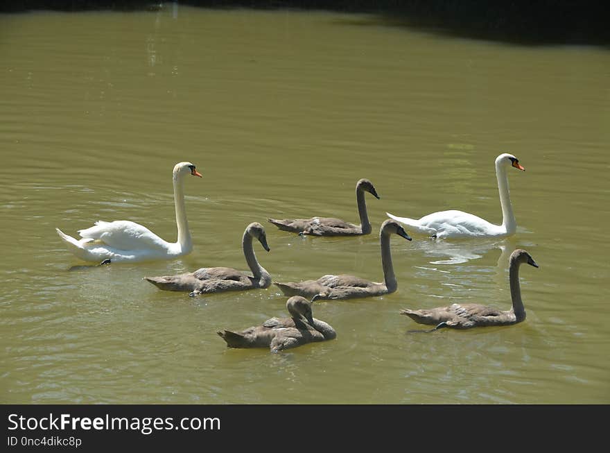 Swan, Bird, Water Bird, Water