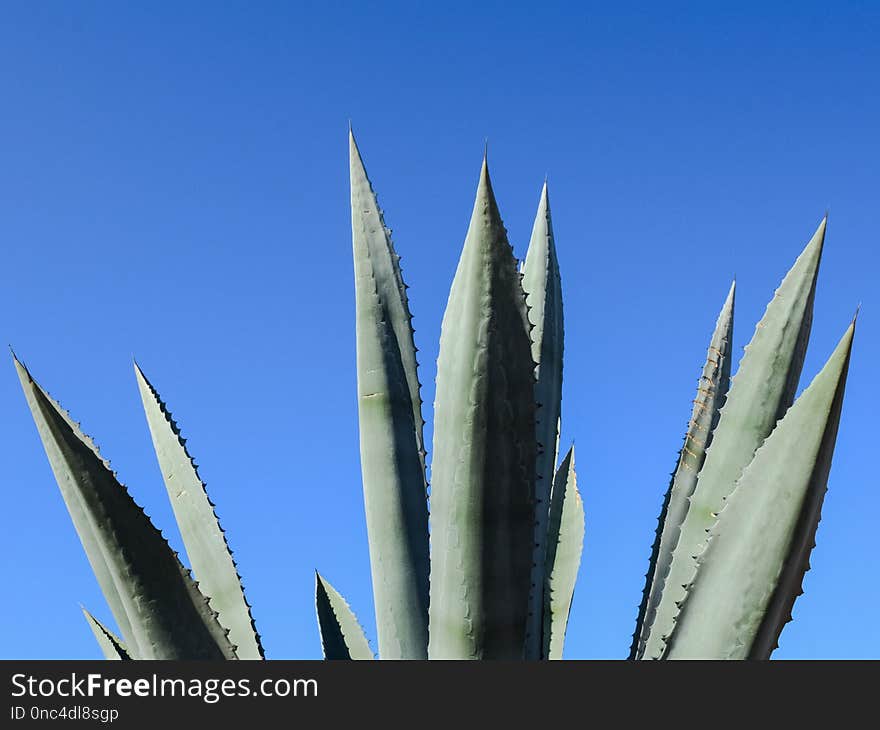 Sky, Plant, Agave Azul, Agave