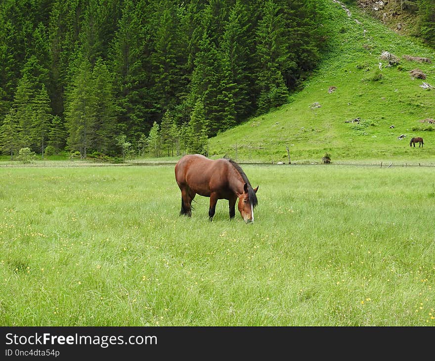 Grassland, Pasture, Grazing, Green