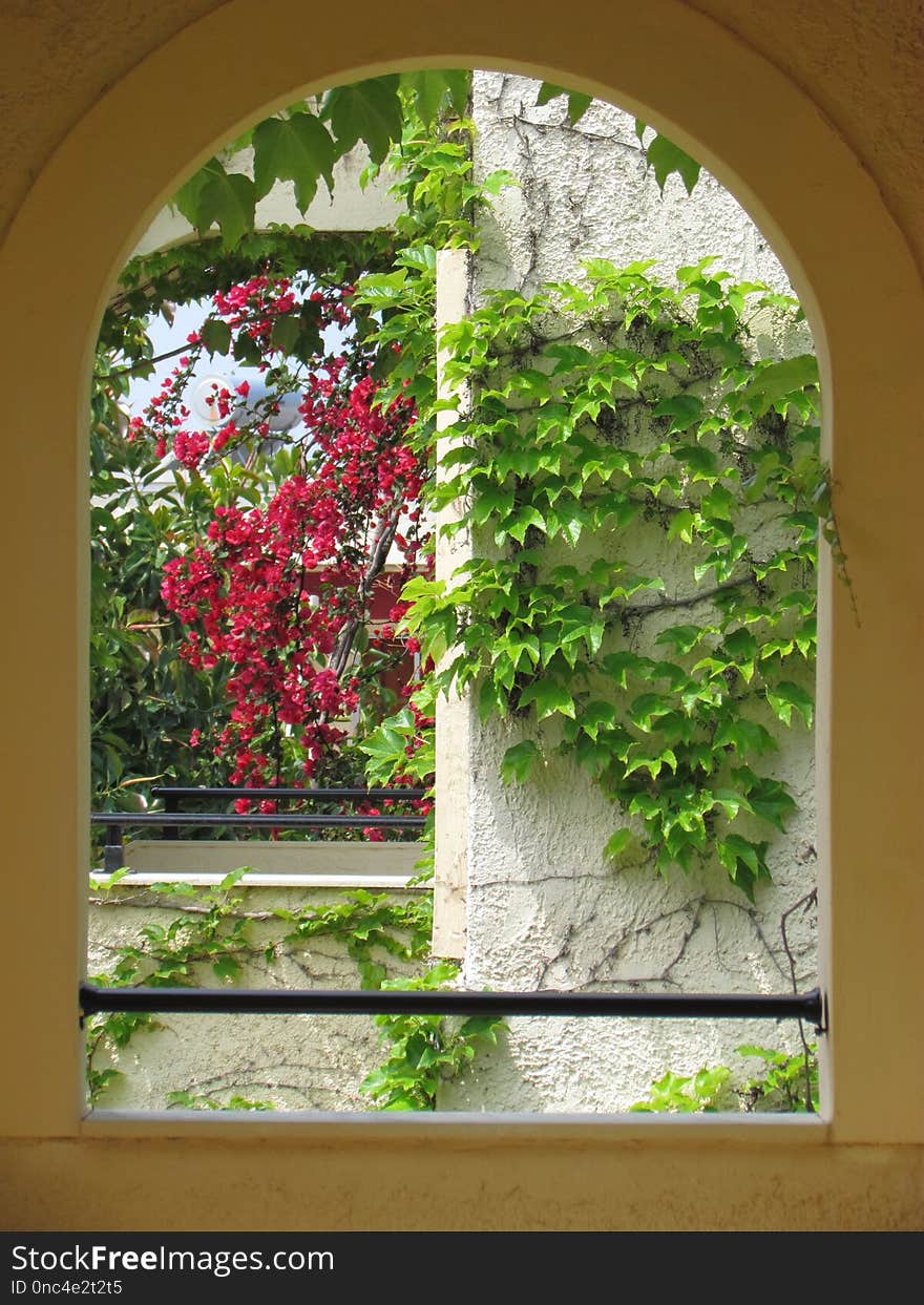 Flower, Plant, Window, Leaf