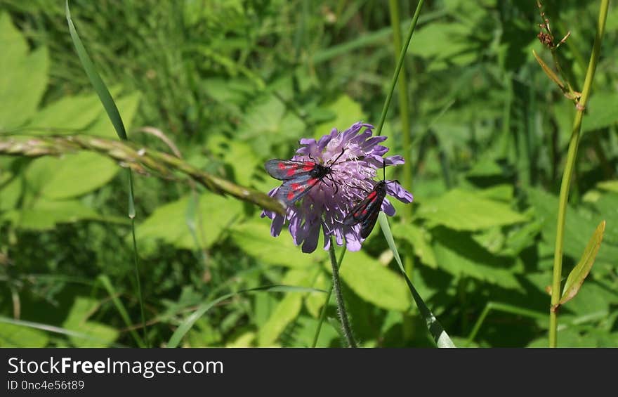 Flower, Plant, Flora, Grass