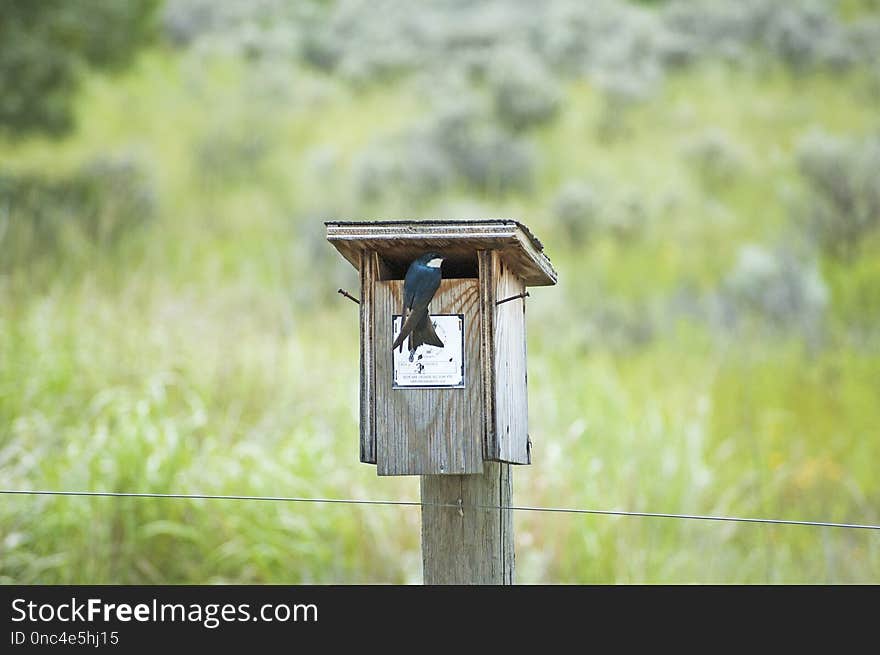 Bird, Grass, Birdhouse, Tree