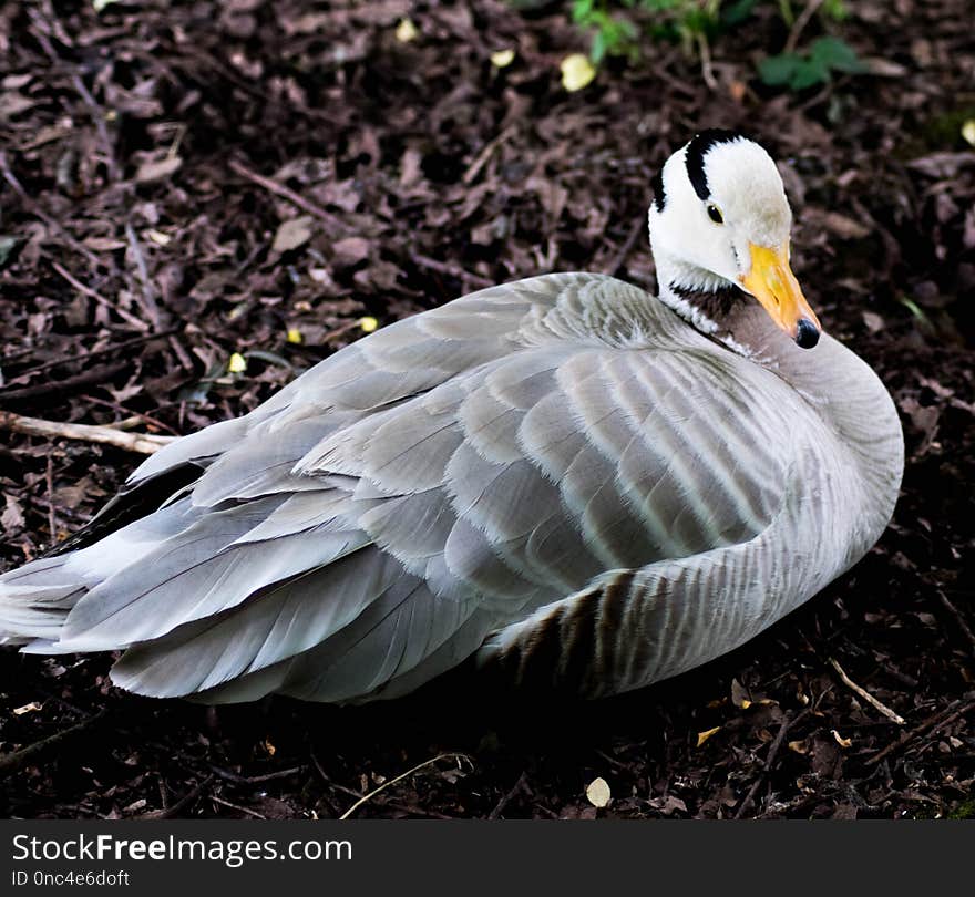 Bird, Water Bird, Fauna, Beak