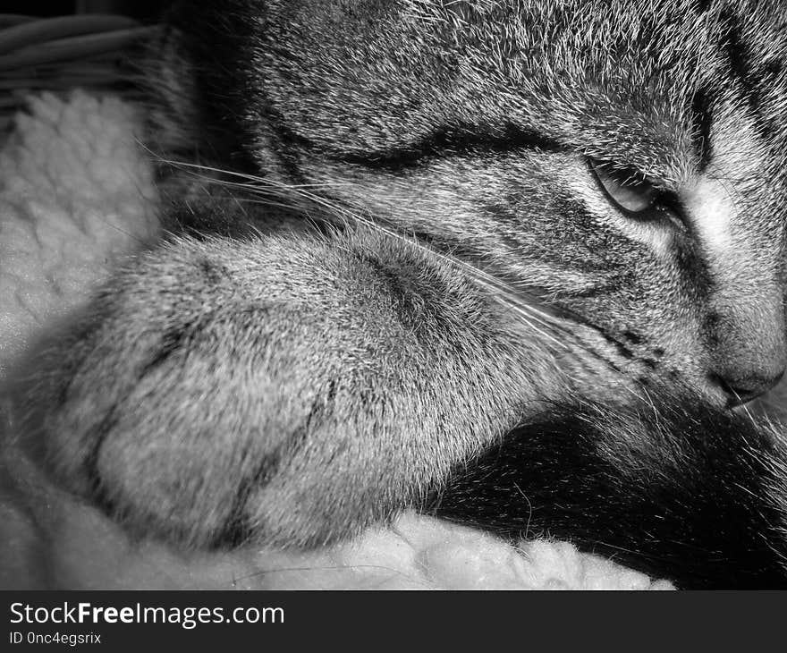 Cat, Whiskers, Face, Black And White