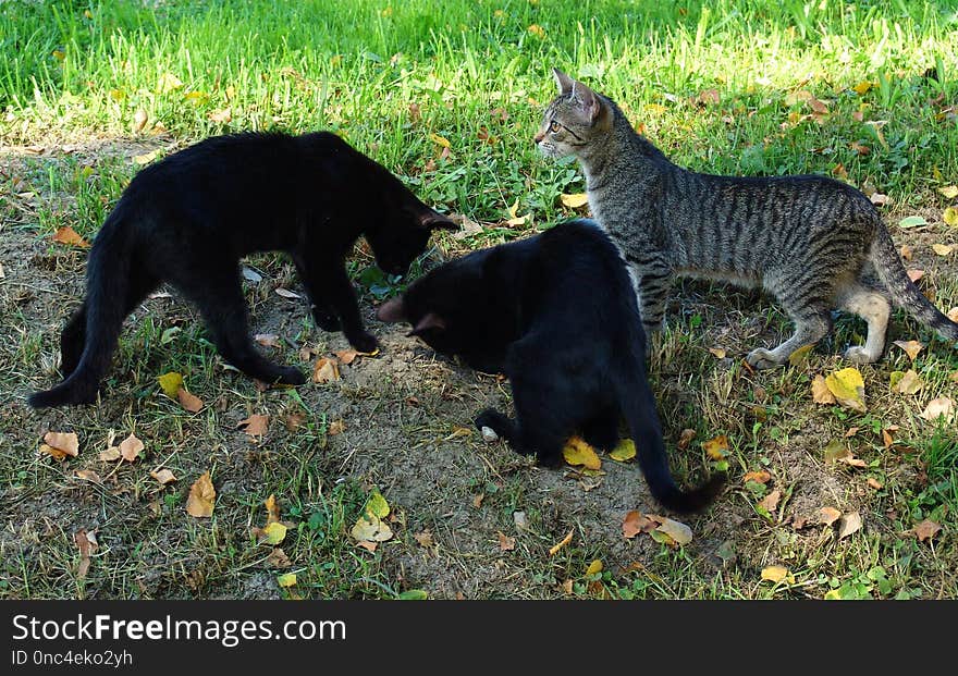 Cat, Fauna, Small To Medium Sized Cats, Grass