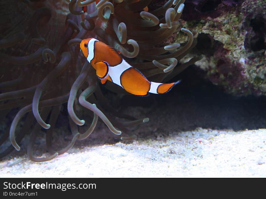 Fish, Marine Biology, Pomacentridae, Anemone Fish