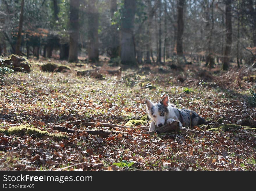 Woodland, Ecosystem, Wildlife, Forest