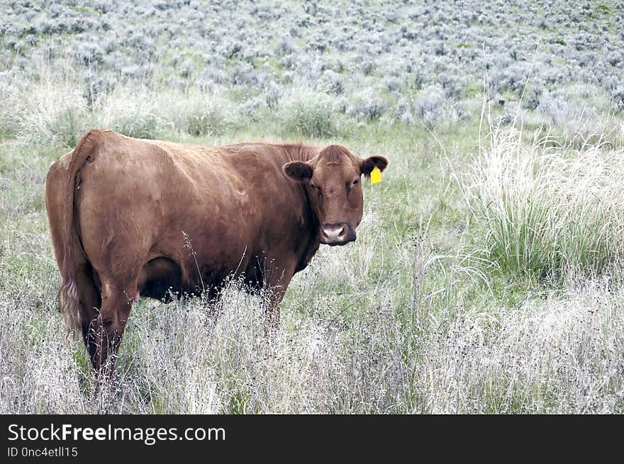 Cattle Like Mammal, Grassland, Pasture, Grazing