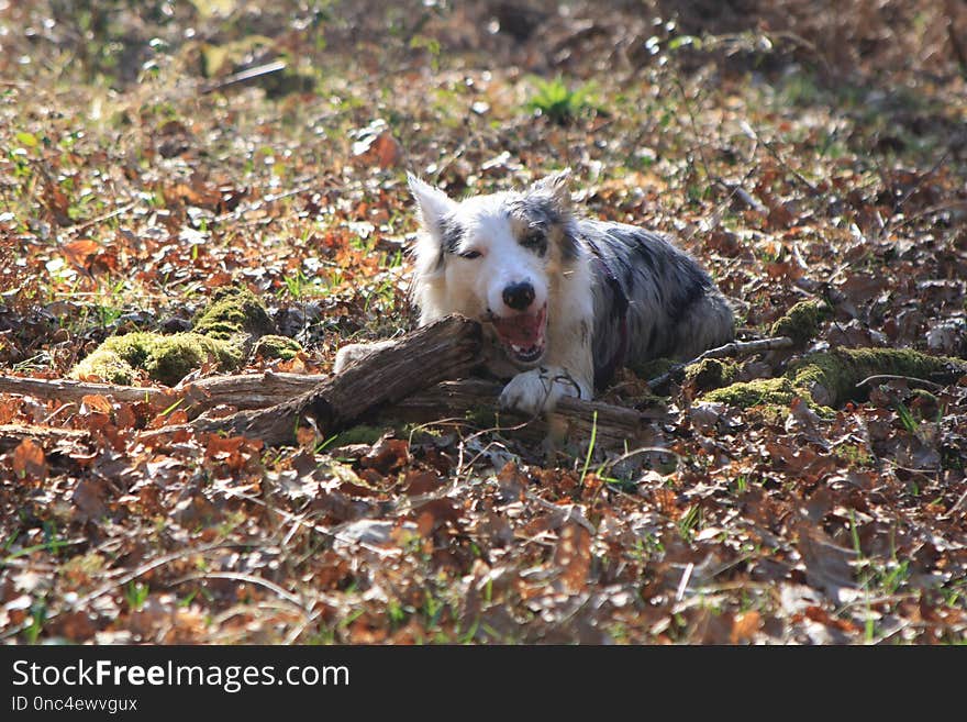 Dog, Dog Breed, Dog Like Mammal, Leaf