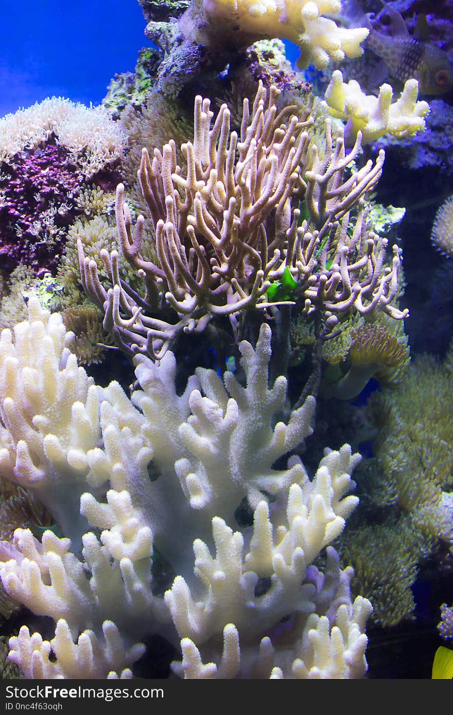 Coral Reef, Coral, Reef, Stony Coral