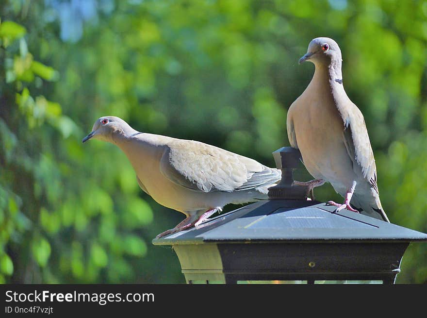 Bird, Pigeons And Doves, Fauna, Beak