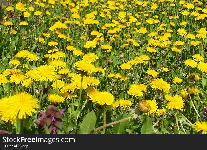 Flower, Yellow, Dandelion, Plant