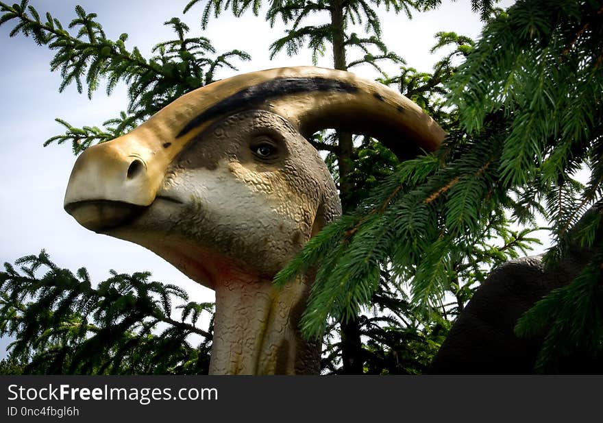 Beak, Fauna, Tree, Close Up