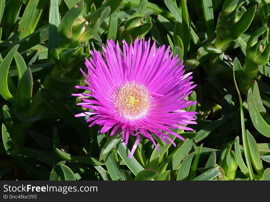 Flower, Plant, Carpobrotus Glaucescens, Pigface