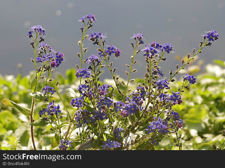 Plant, Flower, Flora, Purple