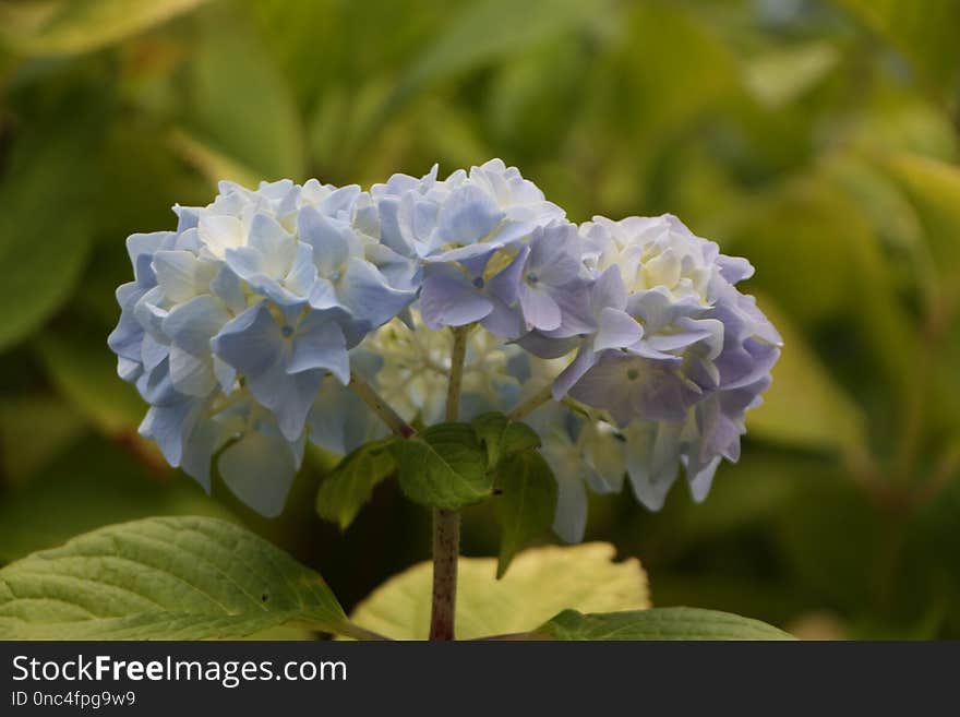 Blue, Flower, Plant, Hydrangea