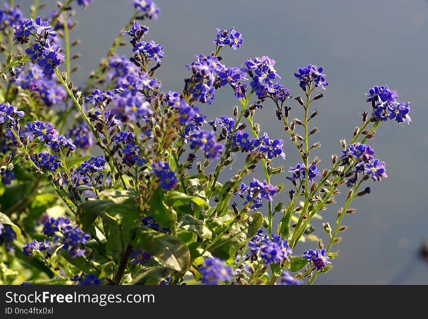 Plant, Flower, Purple, Flowering Plant