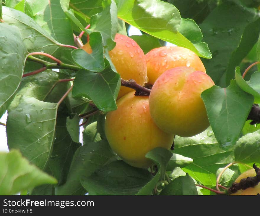 Fruit, Fruit Tree, Natural Foods, Local Food