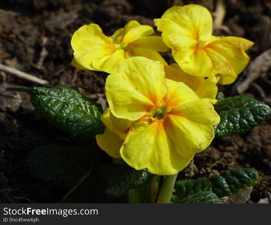 Yellow, Flower, Primula, Evening Primrose