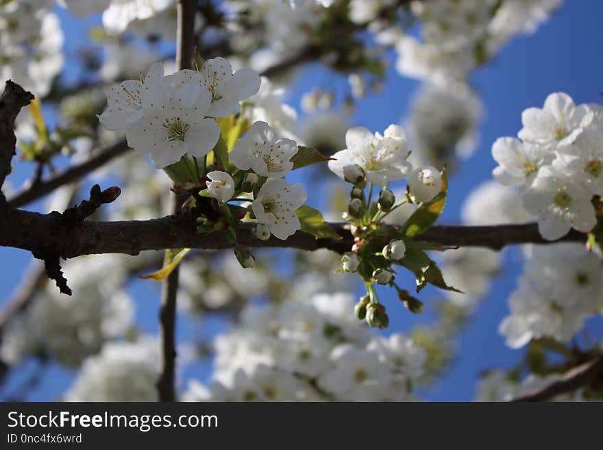 Blue, Blossom, Branch, Spring