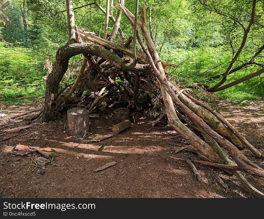 Tree, Woodland, Nature Reserve, Ecosystem